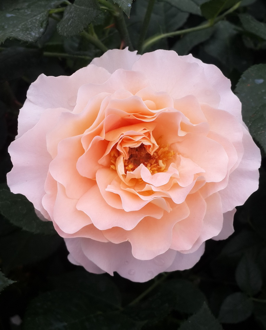 Роза чайно-гибридная `Августа Луиза`, Rosa (HT) `Augusta Luise ...